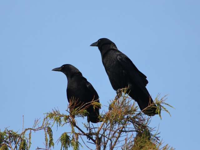 Crows On Branch