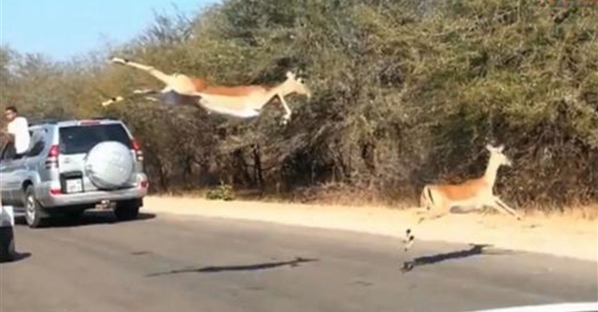 Impala Jumps Into Car Chased By Cheetah
