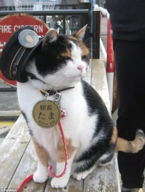 CAT HAT