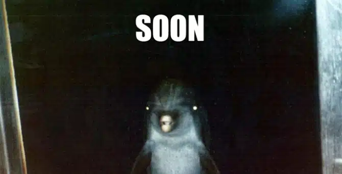 scary-dolphin