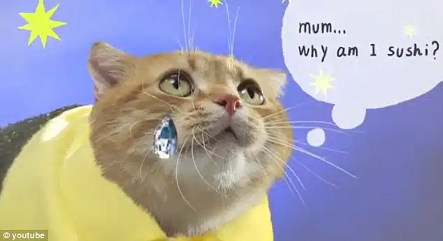 sushi cat 5