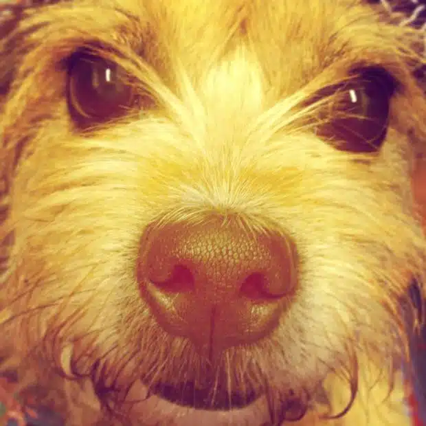 DOG SELFIE