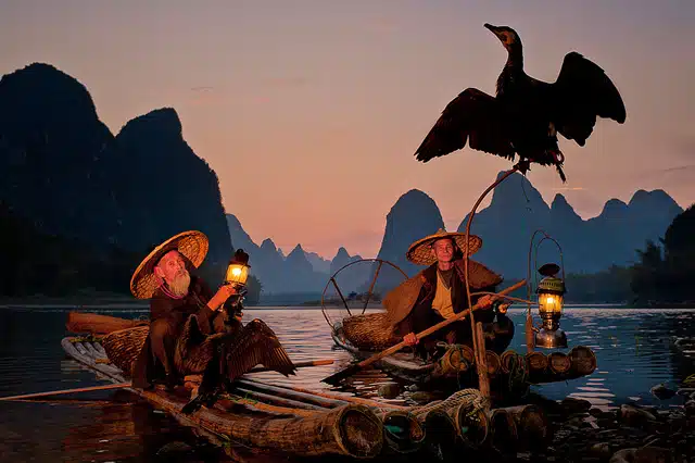 Two fishermen on bamboo rafts with a bird spreading it's wings. Li River, Xingping, Guilin, Guangxi, China.