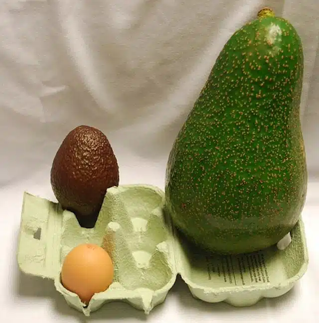 Avozilla