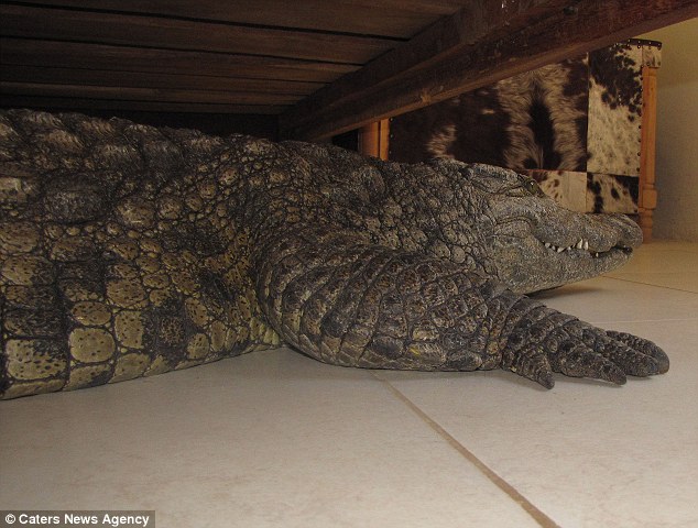 Crocodile Under Bed 3