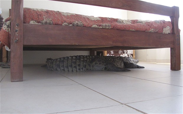 Crocodile Under Bed 4