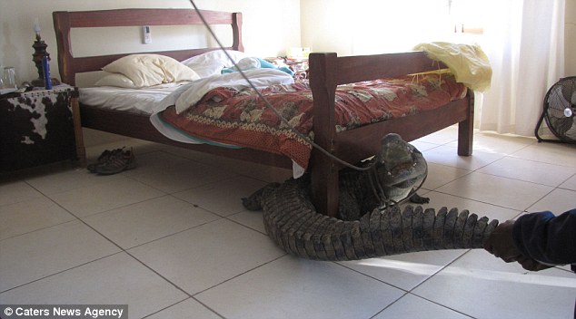 Crocodile Under Bed 5