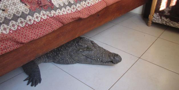 Crocodile Under Bed 6