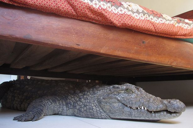 Crocodile Under Bed 7