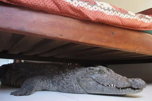 Crocodile Under Bed 7