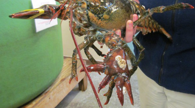 Lola Six Clawed lobster 4