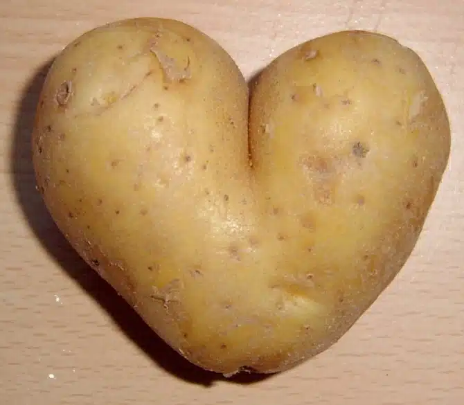 Nothing Is Boring - History of the Potato - Heart Shaped Mutant