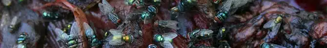 The Five Stages Of Decomposition - Bluebottles small