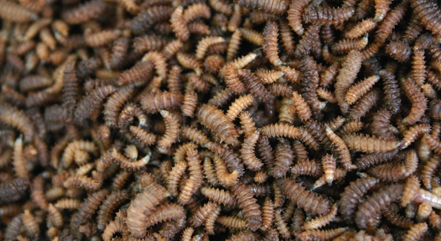 The-Five-Stages-Of-Decomposition-MAGGOTS.jpg