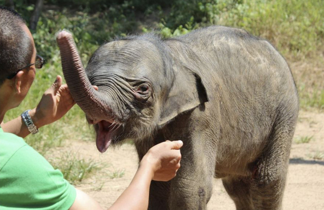 happy elephant
