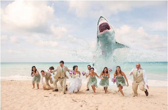 shark wedding