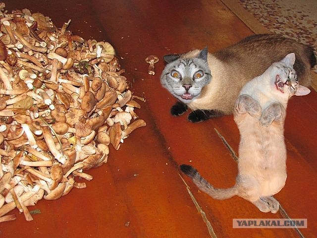 Awesome Photos From Russia With Love - Cat Mushrooms