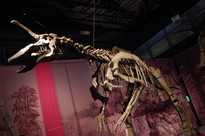 Dinosaur - Weirdest Strangest Coolest - Tsintaosaurus - Skeleton