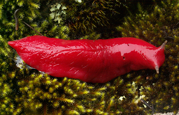 Kaputar - Australia - Giant Pink Slug - On Moss