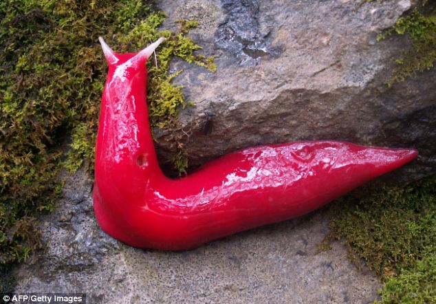 Kaputar - Australia - Giant Pink Slug - Twisting