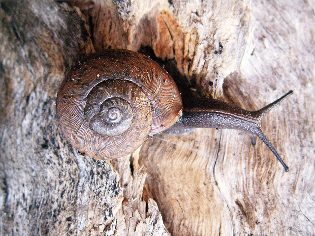 Kaputar - Australia - Nandewar Cannibal Snail