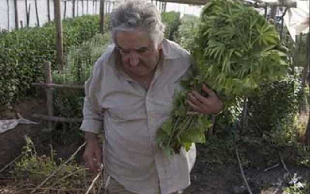 Mujica-Marihuana_640x400