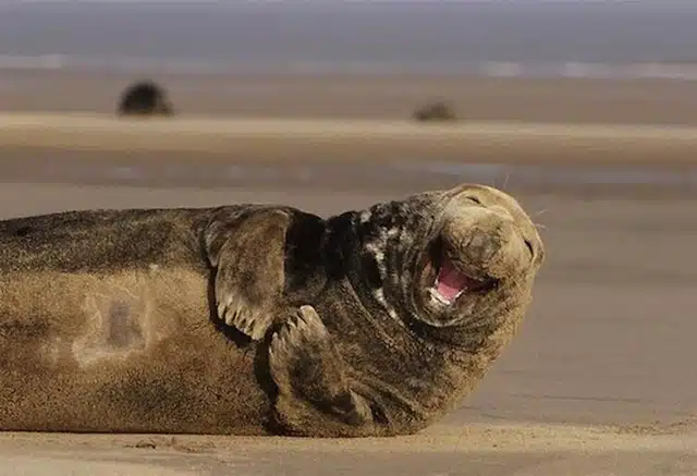 Perfectly Timed Animal Shots 4