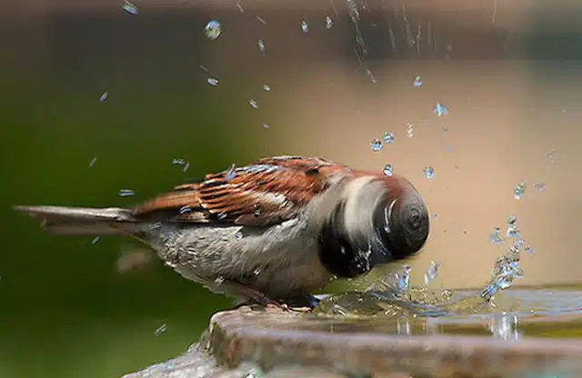 Perfectly Timed Animal Shots 5