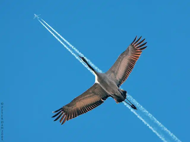 Perfectly Timed Animal Shots 6