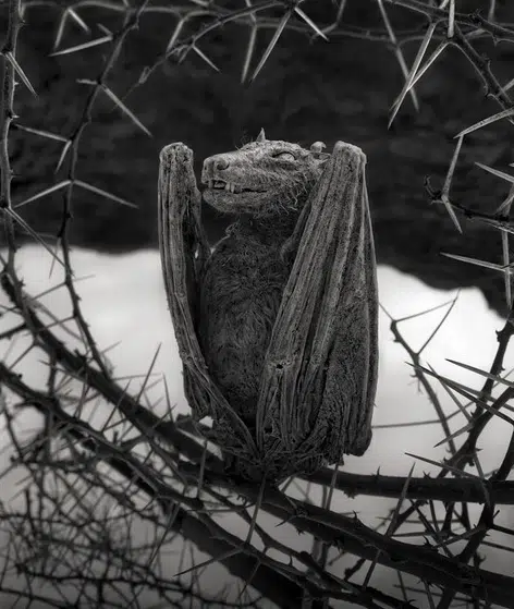 Lake Natron 4