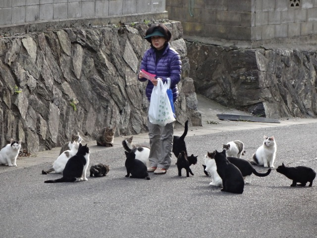 Tashirojima - Japan Cat Island - Resident Feeding 2