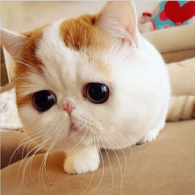 Is This The World S Cutest Cat Sick Chirpse