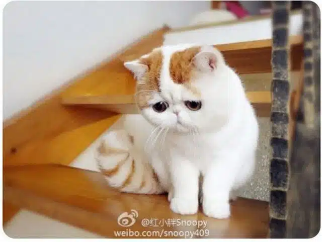 cat 3