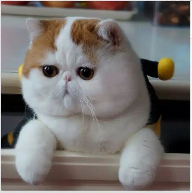 cat 4