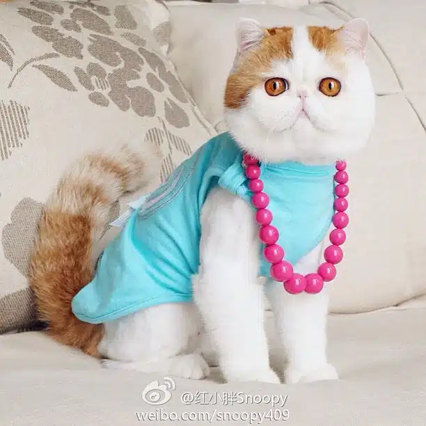 cat 6