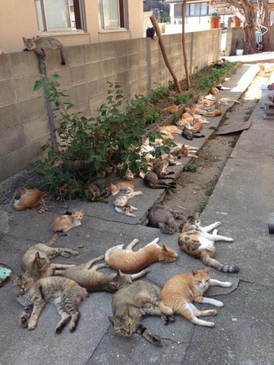 cats-chilling.jpg