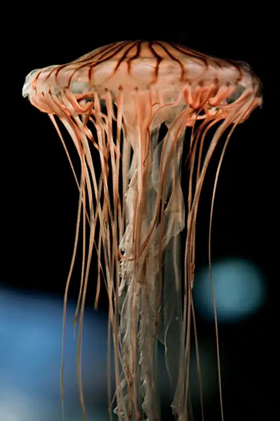 jelly