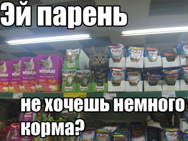 Awesome Phots From Russia With Love - Cat Food