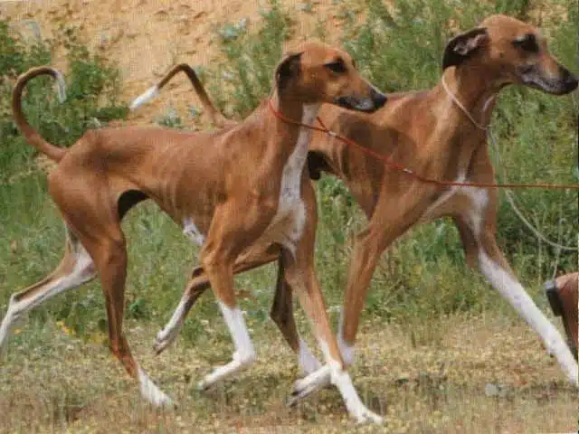 Azawakh