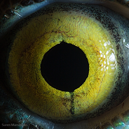 Eyes - Close Up Photos - Suren Manvelyan - Basiliscus lizard