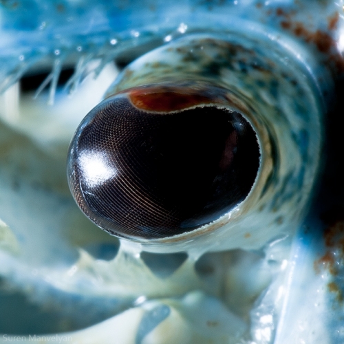 Eyes - Close Up Photos - Suren Manvelyan - Blue Crayfish