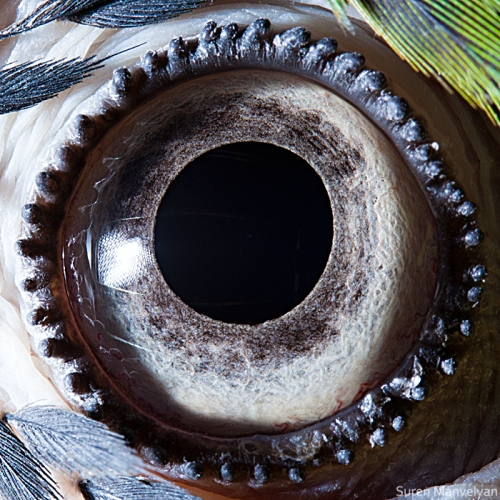 Eyes - Close Up Photos - Suren Manvelyan - Blue-yellow macaw parrot