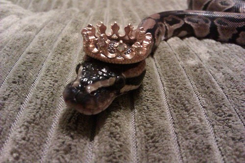 Snakes In Hats 11