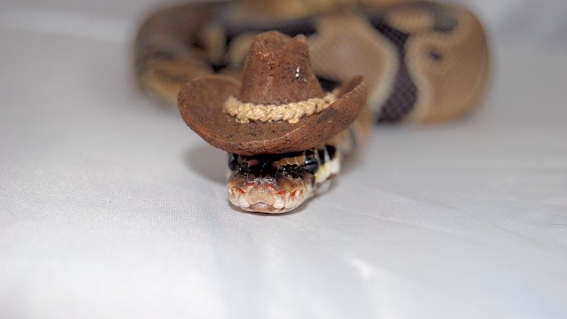 Snakes In Hats 12