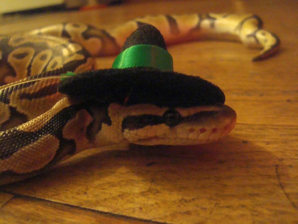 Snakes In Hats 13