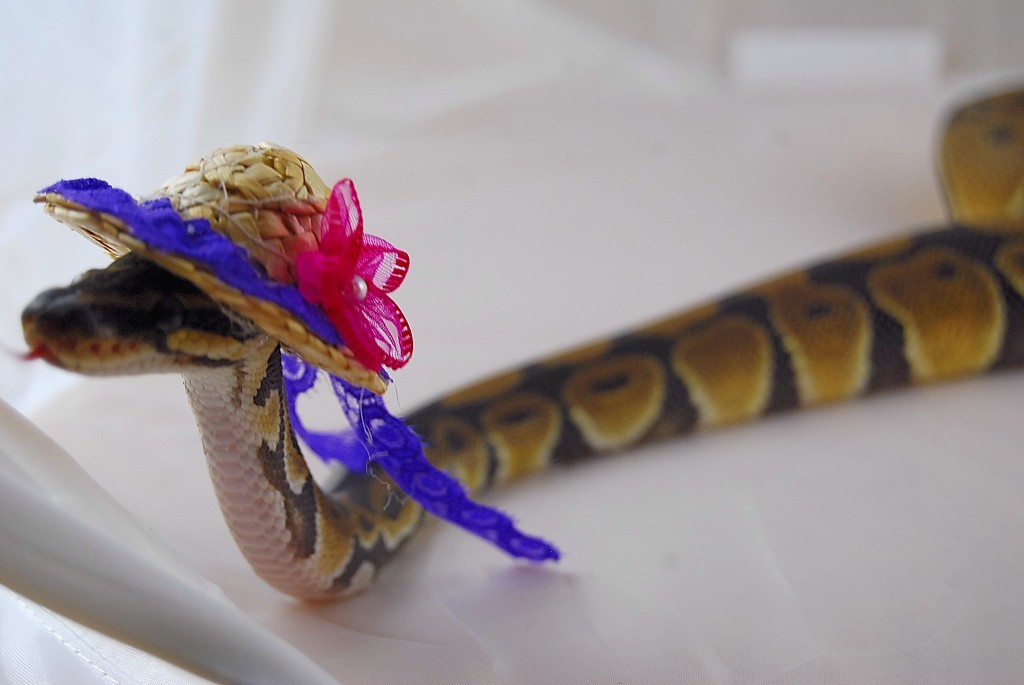 Snakes In Hats 15
