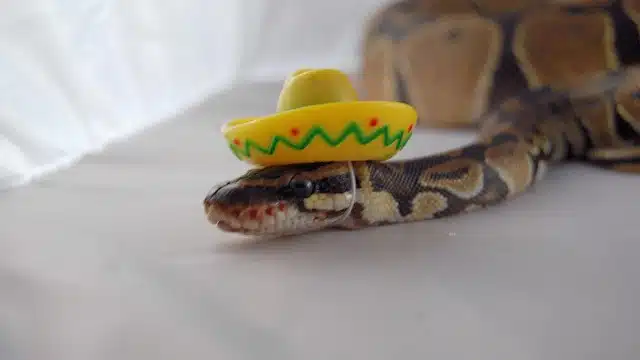 Snakes In Hats 16