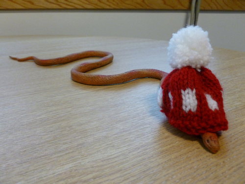 Snakes In Hats 21