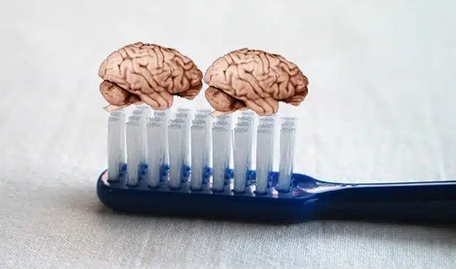 mouse brains