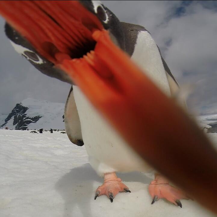 Getting Eaten By A Penguin